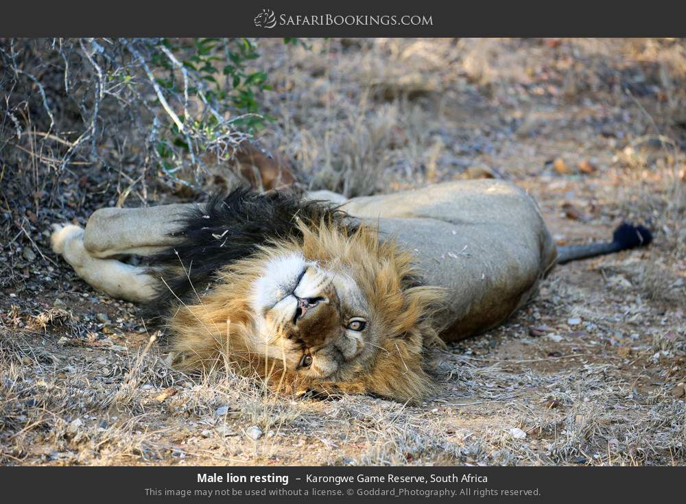 Male lion resting in Karongwe Private Game Reserve, South Africa